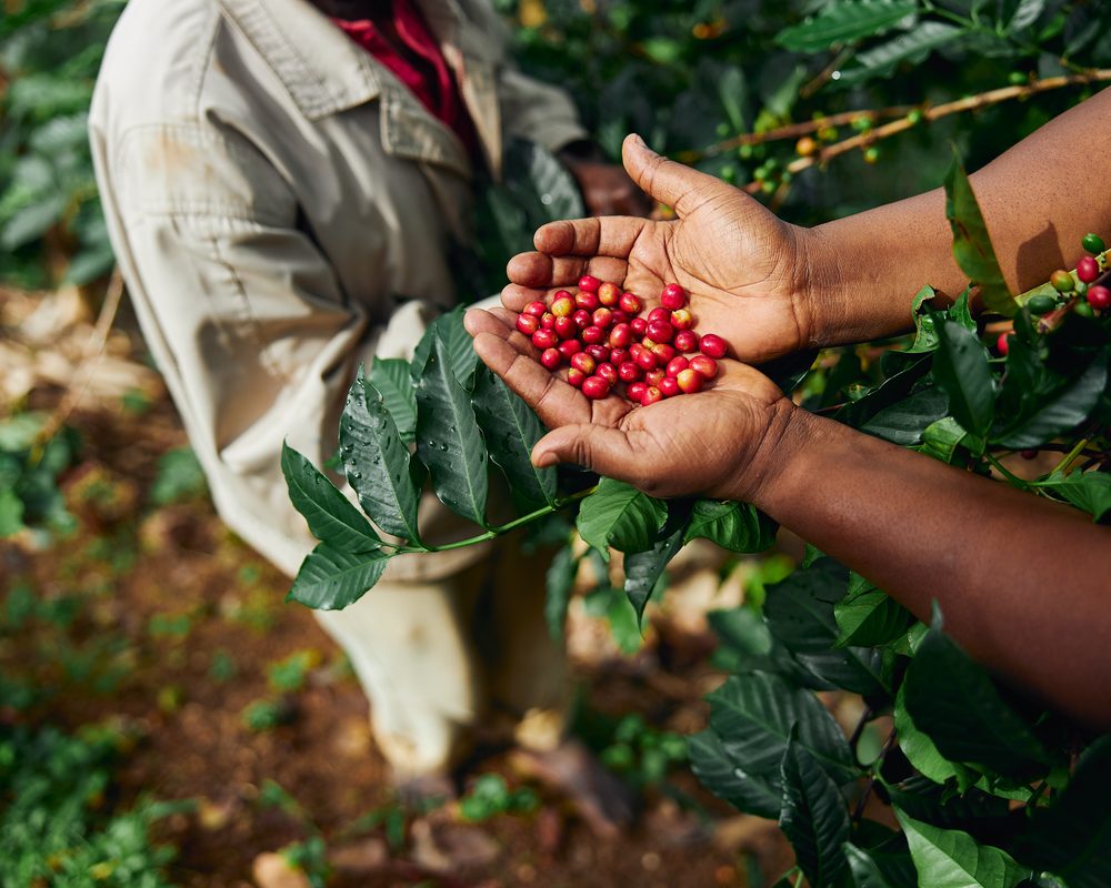African worker is gathering coffee beans on plantation in bushy wood