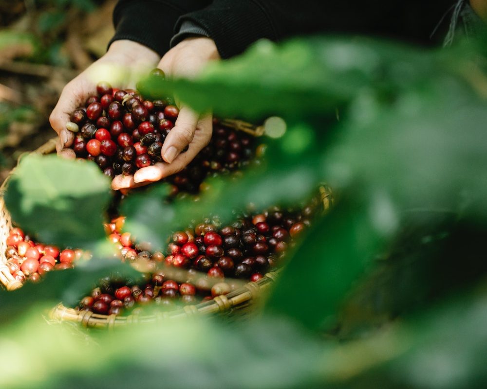 pexels-michael-burrows-7125531